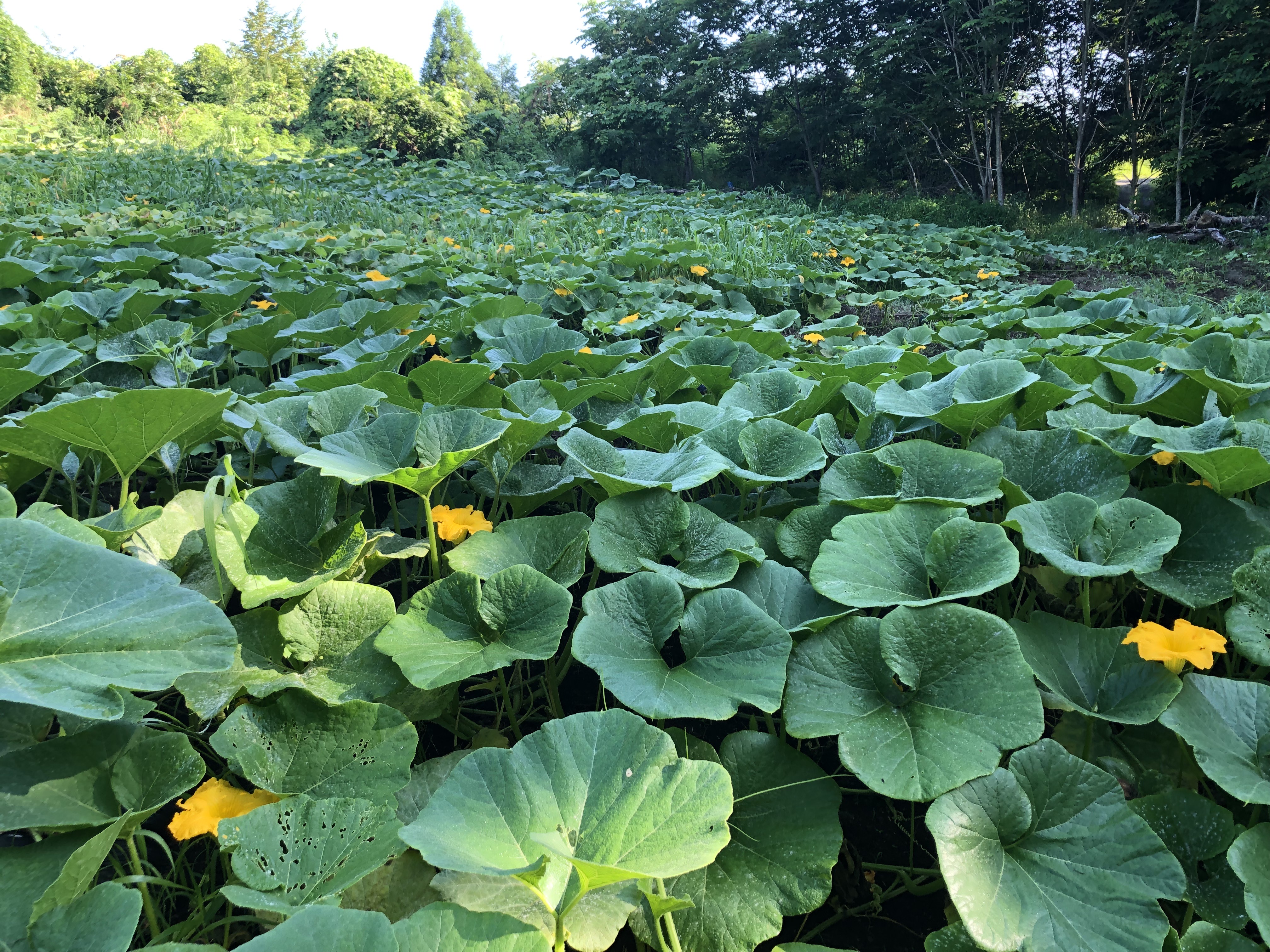 岩木山麓の豊かな農地